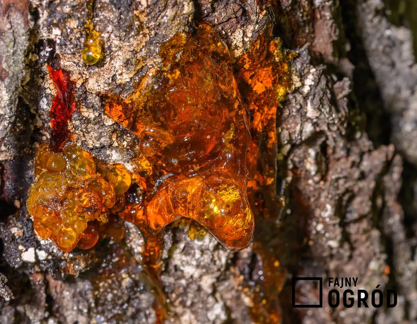 Gumoza pojawia się w miejscach cięcia i zranienia kory Gumoza nie jest w gruncie rzeczy chorobą, tylko wynikiem różnych chorób lub szkodników