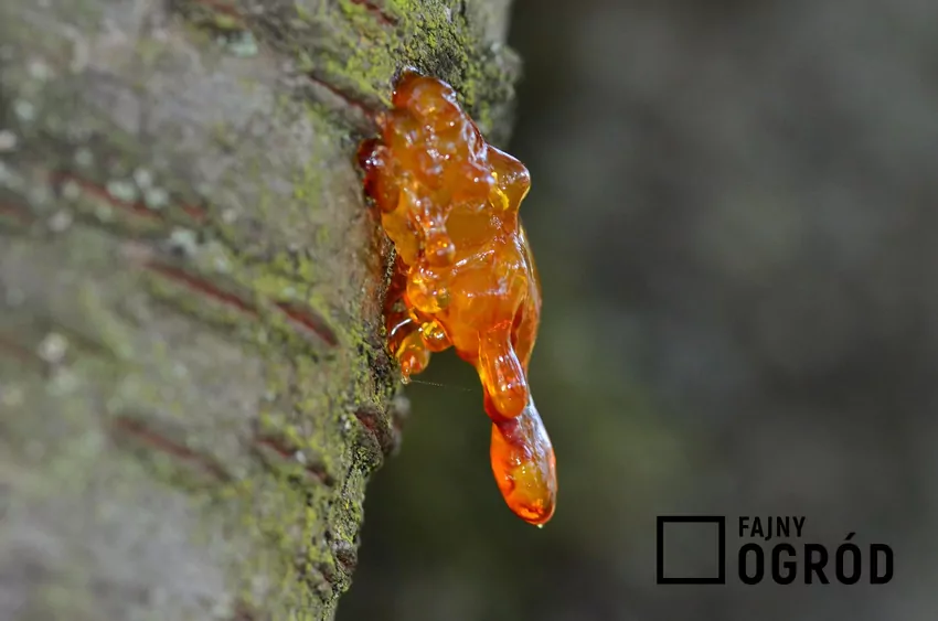 Na drzewach owocowych pestkowych są widoczne czasem wycieki przypominające żywicę Zjawisko gumozy, czyli bursztynowych wycieków na drzewach pestkowych, jest wynikiem osłabienia drzewa z rozmaitych przyczyn