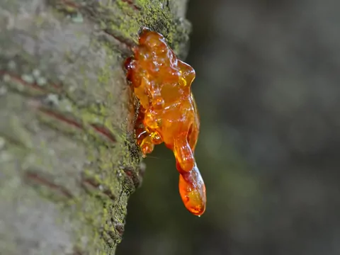 Gumoza drzew pestkowych