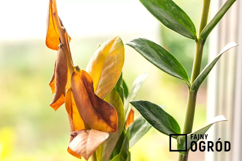 Zamiokulkas uchodzi za jedną z najłatwiejszych w uprawie roślin Nawet prawie niezniszczalny zamiokulkas przebarwia i zrzuca czasem swoje liście