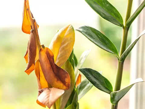 Żółte liście na zamiokulkasie