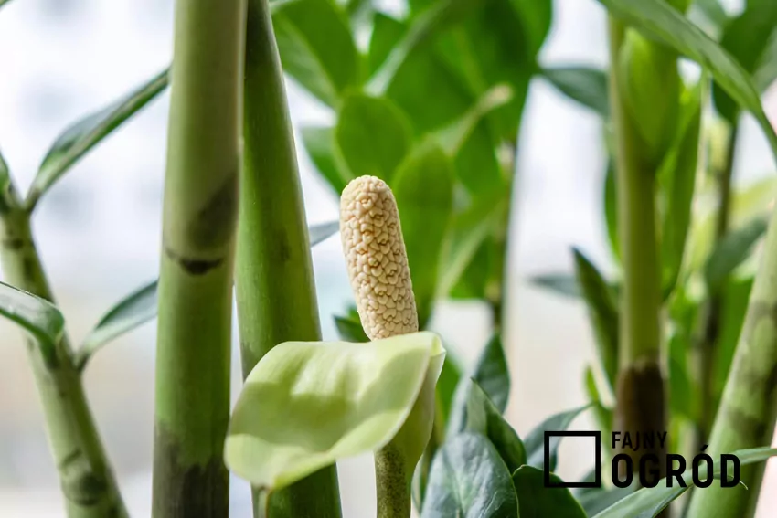 Warunkiem zdrowego wzrostu zamiokulkasa jest oszczędna pielęgnacja oraz odpowiednie stanowisko Zdrowy i mocny zamiokulkas rozwija czasem charakterystyczne dla obrazkowatych kwiaty