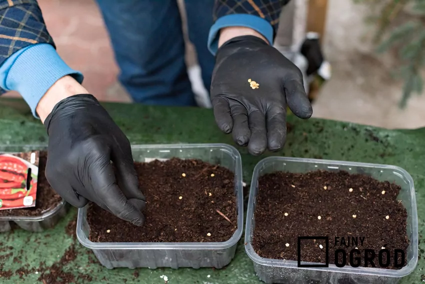 Nasiona zbierane z roślin nie powinny być sprzedawane bez załatwienia odpowiednich formalności Wysiew nasion