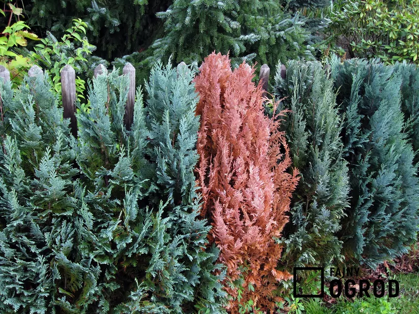 Na świeżej zieli żywopłotu z tui pojawiają się czasem brązowe plamy