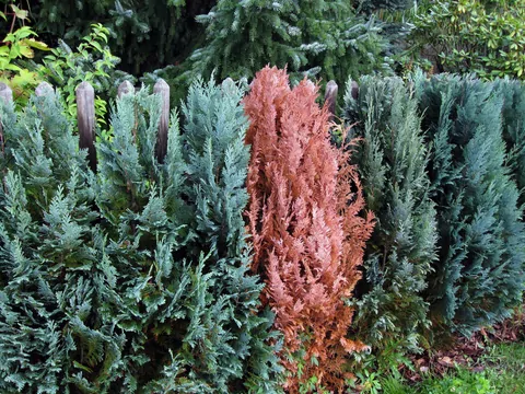 Jak uratować brązowe tuje?