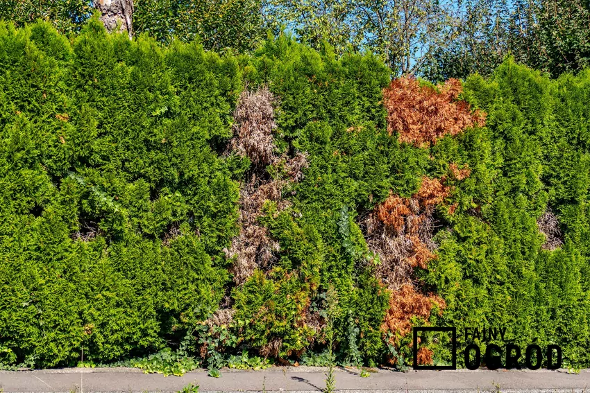 Niedobór wody może powodować brązowienie i schnięcie gałęzi tui