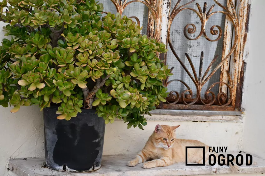 Odporne i łatwe w uprawie drzewko szczęścia może czasem tracić liście