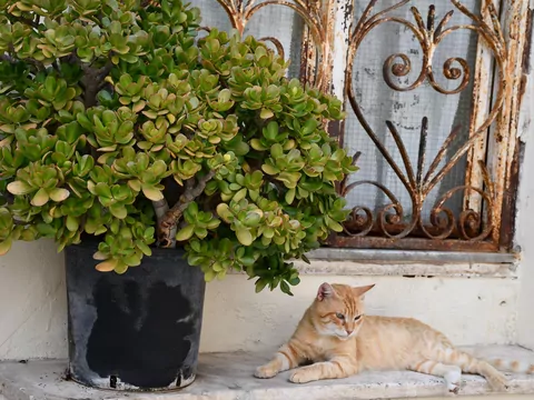 Pielęgnacja drzewka szczęśćia