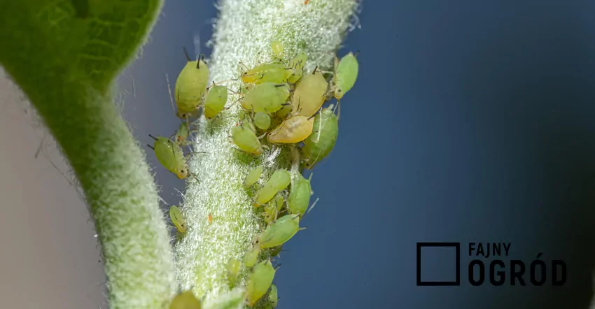 Szkody powstają nie tylko na skutek wysysania soków, ale również przez zakażenia chorobami grzybowymi