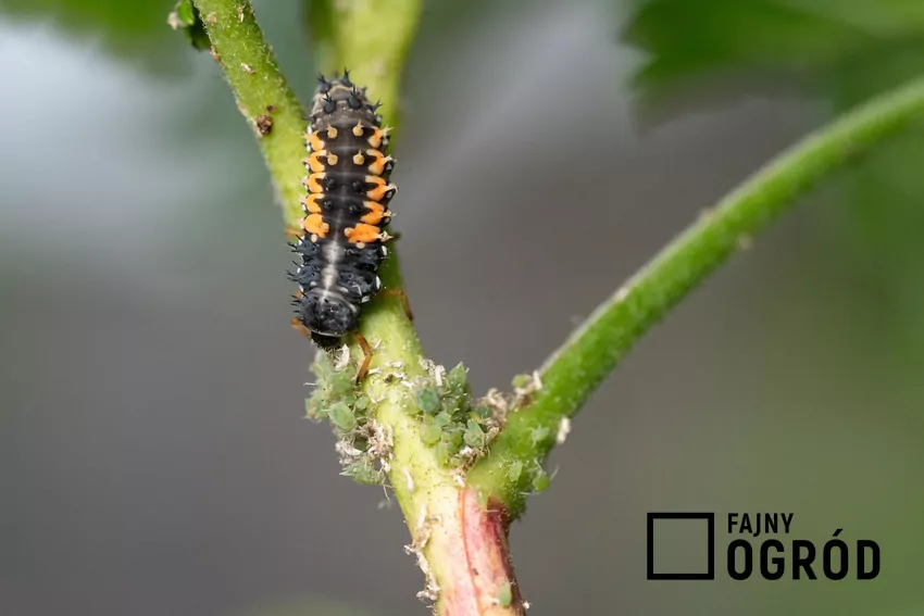Zamiast środków chemicznych, warto korzystać z pomocy naturalnych wrogów mszyc
