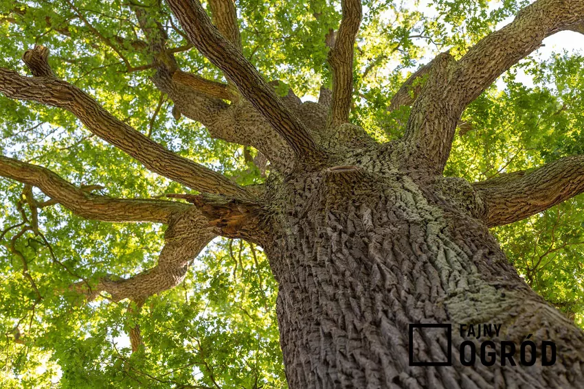 Wysoka wartość opałowa drewna dębowego idzie w parze z długim sezonowaniem