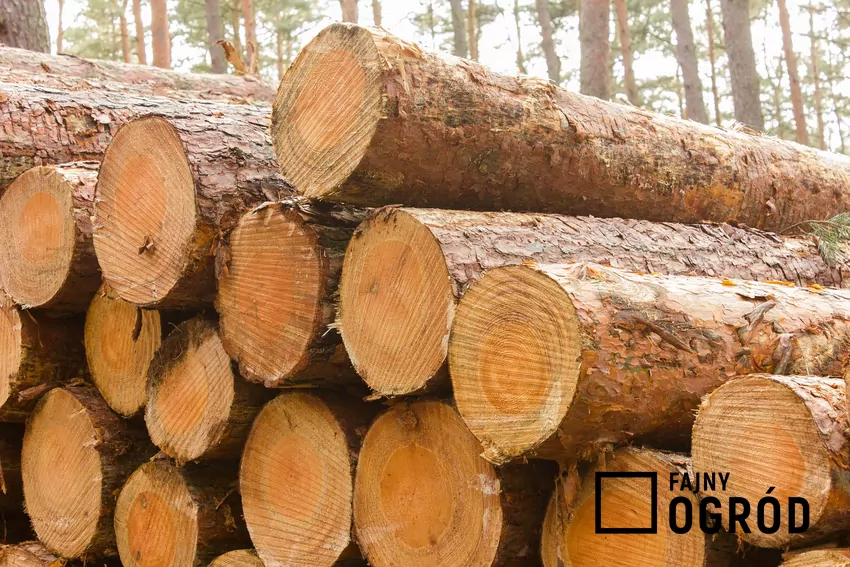 Duża zawartość żywicy w drewnie sosnowym sprawia, że nadaje się doskonale do rozpalania w kominku lub piecu