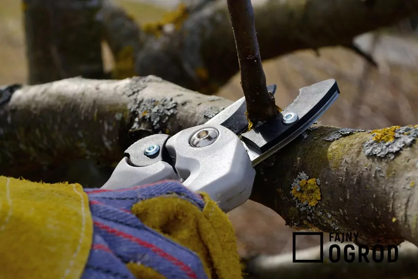 Cięcie zapewnia dostęp światła i powietrza do środka korony