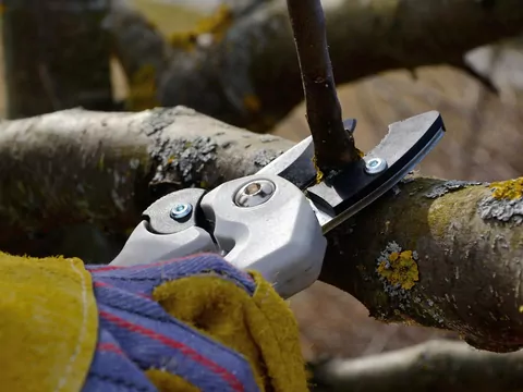 Zimowe cięcie drzew