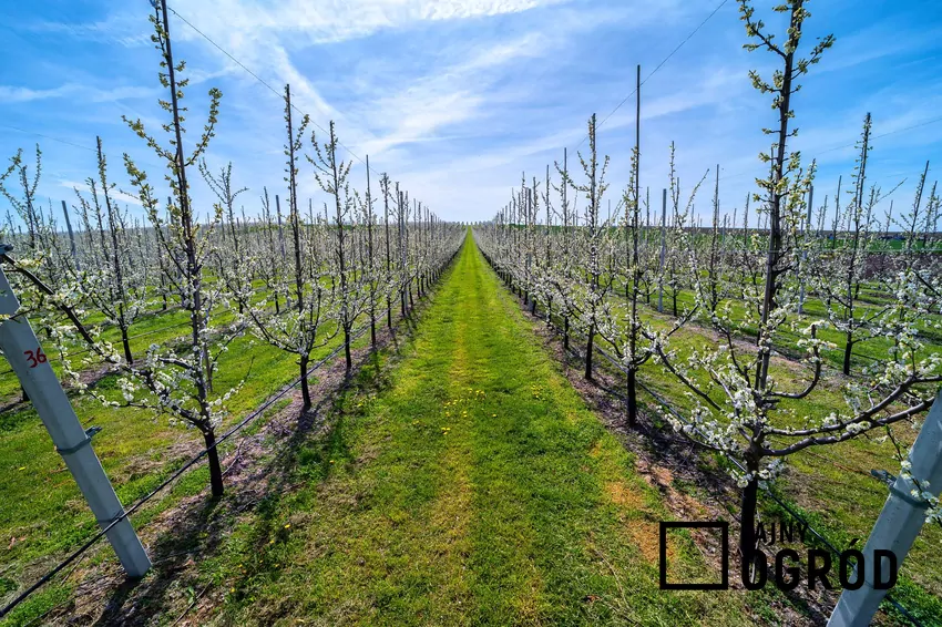 Przycinanie gałęzi formuje i prześwietla koronę drzewa