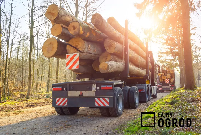 Duża wilgotność drewna świeżo ściętego musi być zredukowana do wielkości ok. 15%