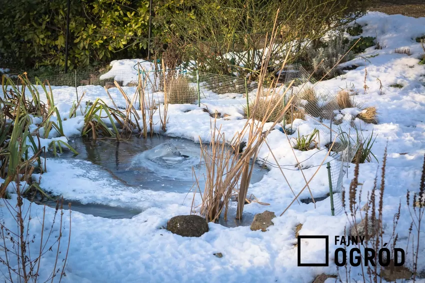 Ogród w czasie zmieniających się pór roku, czyli praktyczny poradnik ogrodnika oraz prace w ogrodzie i na działce w lutym