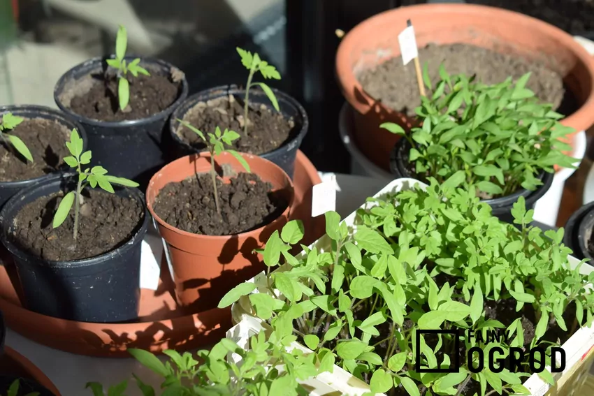 Wczesny wysiew nasion i przygotowanie rozsady skraca okres rozwoju rośliny na rabacie