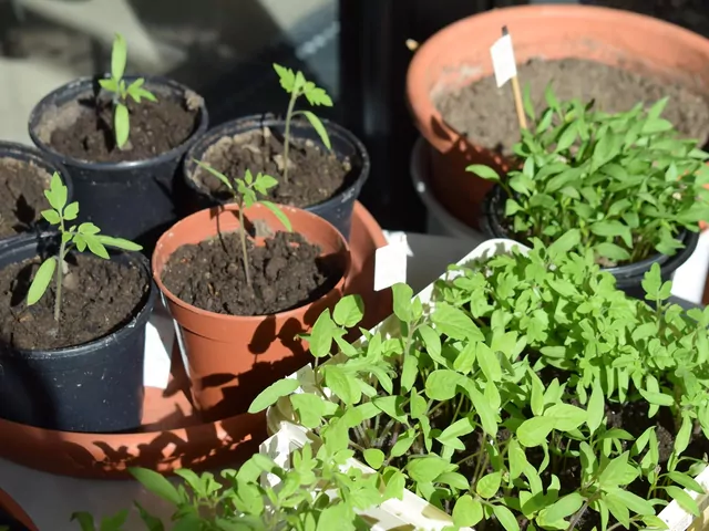 Wysiew papryki na rozsadę