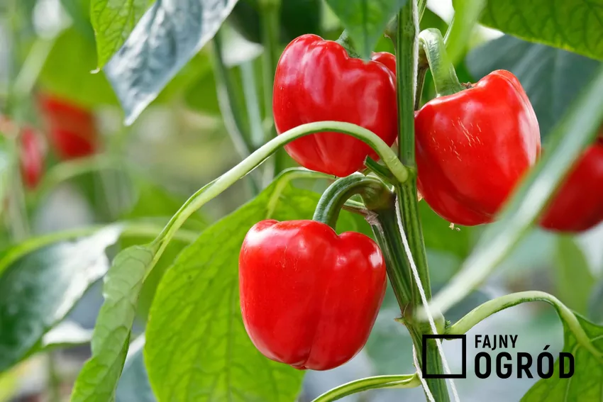 Aby owoce papryki zdążyły dojrzeć, roślina potrzebuje długiego okresu rozwoju