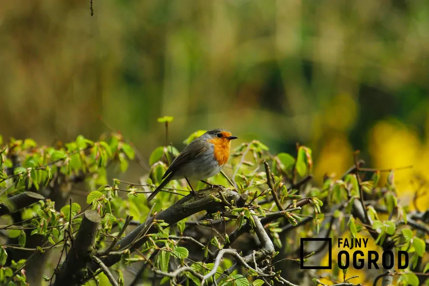 Krzewy żywopłotu to nie tylko ozdoba, ale i miejsce gniazdowania ptaków