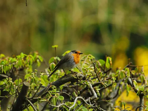 Jak zlikwidować żywopłot w ogrodzie?