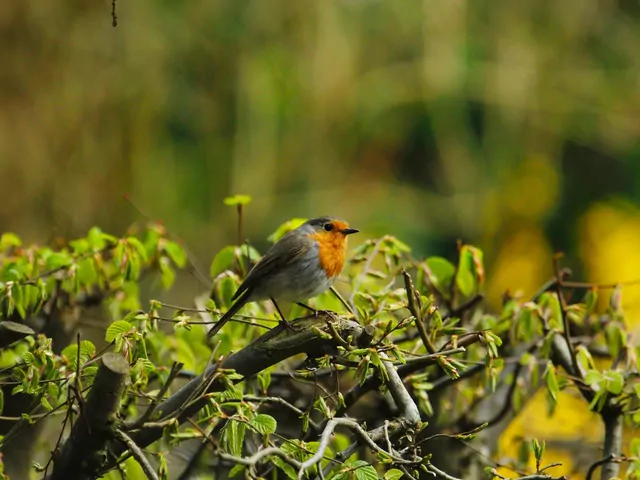 Jak zlikwidować żywopłot w ogrodzie?