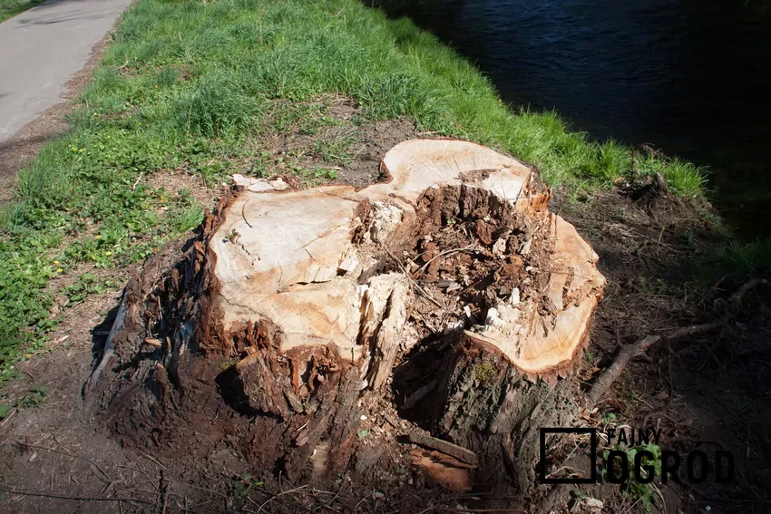 Usunięcie pniaka można przeprowadzić na różne sposoby: mechanicznie i biologicznie
