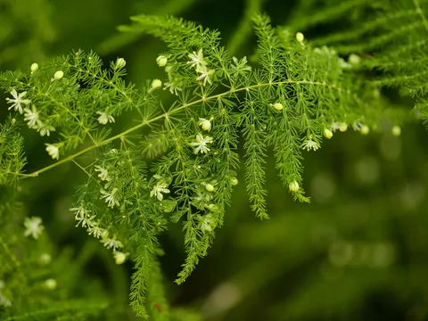 Asparagusy w doniczkach