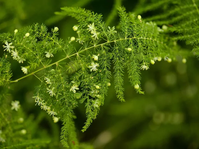 Asparagusy w doniczkach