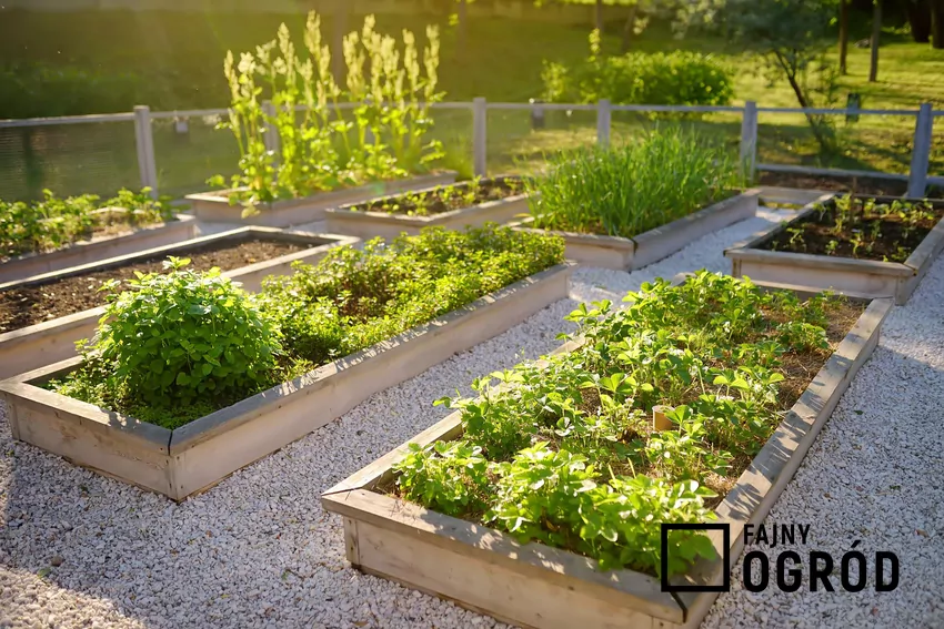 Uprawa mieszana dobranych odpowiednio roślin pozwala na zwiększenie zbiorów