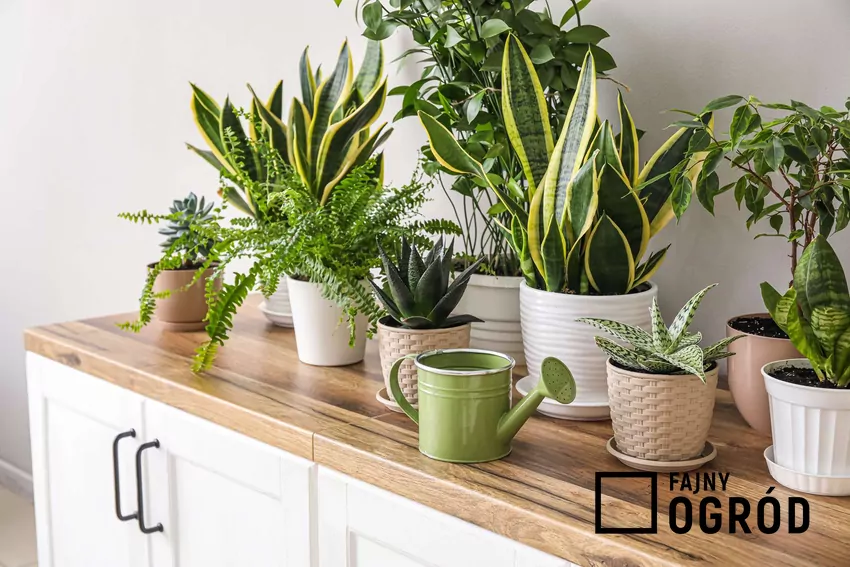 Rośliny doniczkowe na półkach