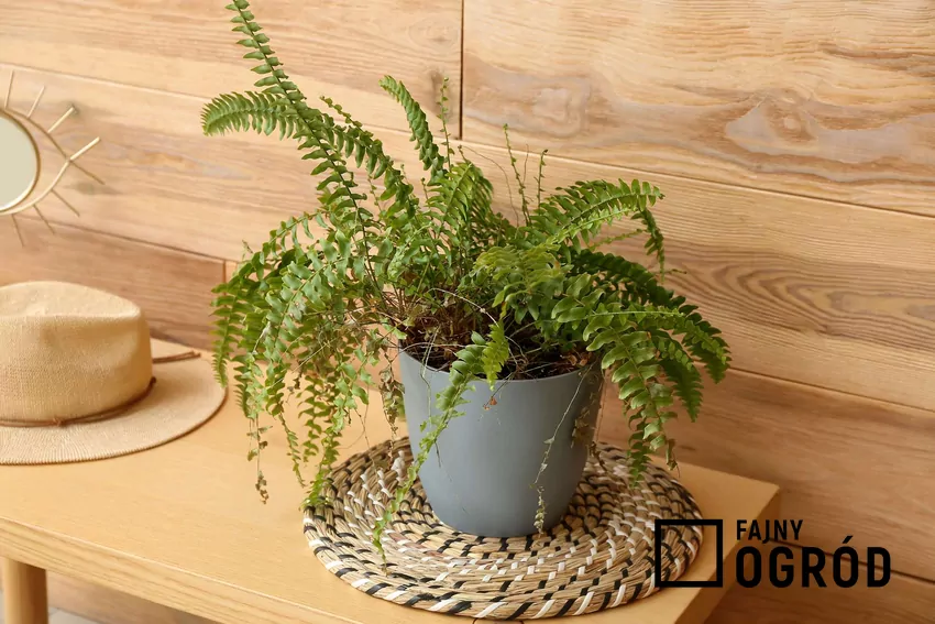 Paprotka nephrolepsis w doniczce