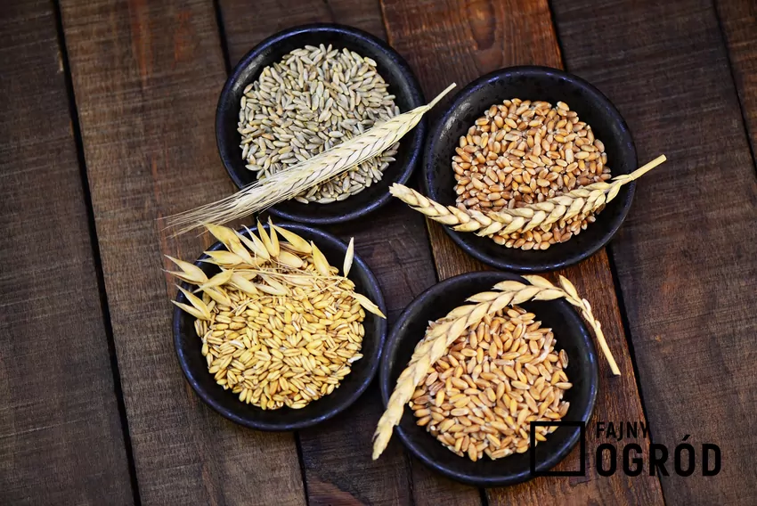 Spośród uprawianych u nas zbóż, najczęściej spalany jest owies