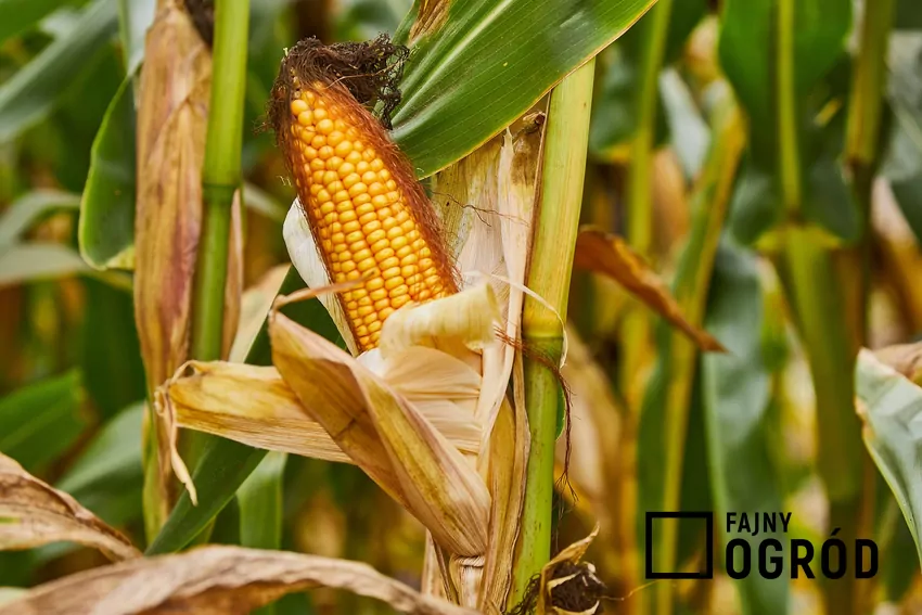 Zboża, kukurydza, a nawet pestki owoców mogą służyć jako biopaliwo