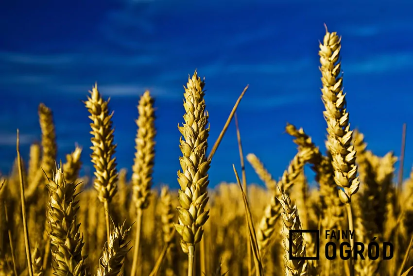 Jako paliwo stosowane jest zboże niekonsumpcyjne