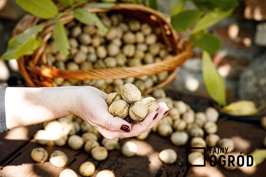 Zbieranie orzechów