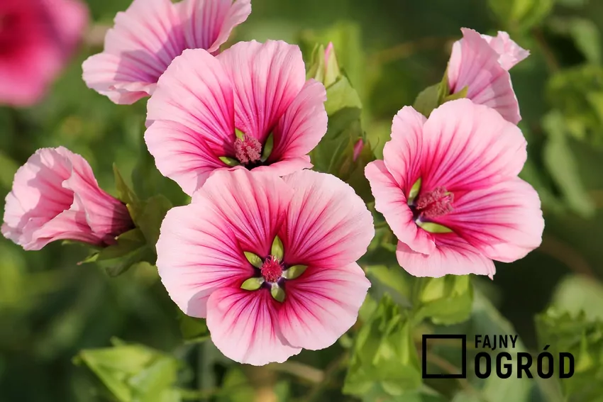 Rodzina malwowatych liczy prawie 250 rodzajów botanicznych roślin Malope może być alternatywą dla malwy ogrodowej