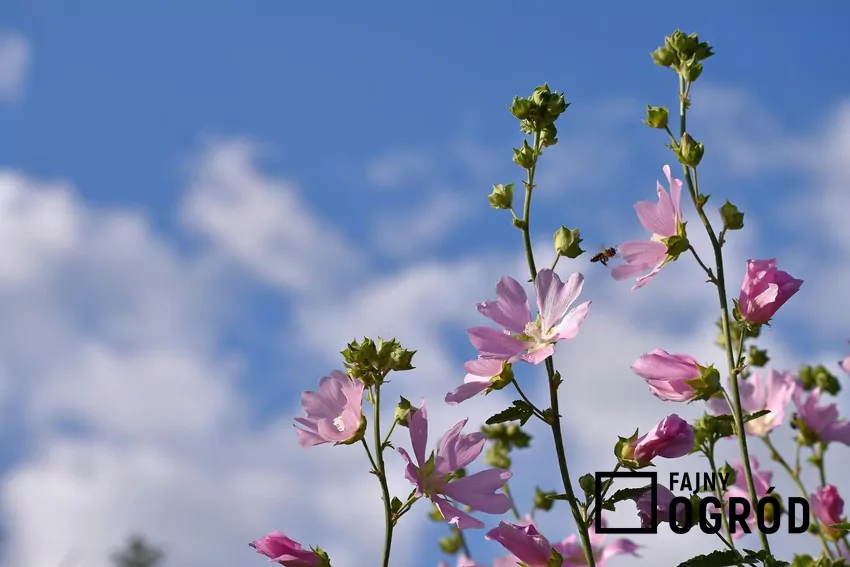 Ślazówka turyngska jest byliną o kwiatach charakterystycznych dla malwowatych Ślazówka turyngska jest odporną na mróz byliną dekoracyjną