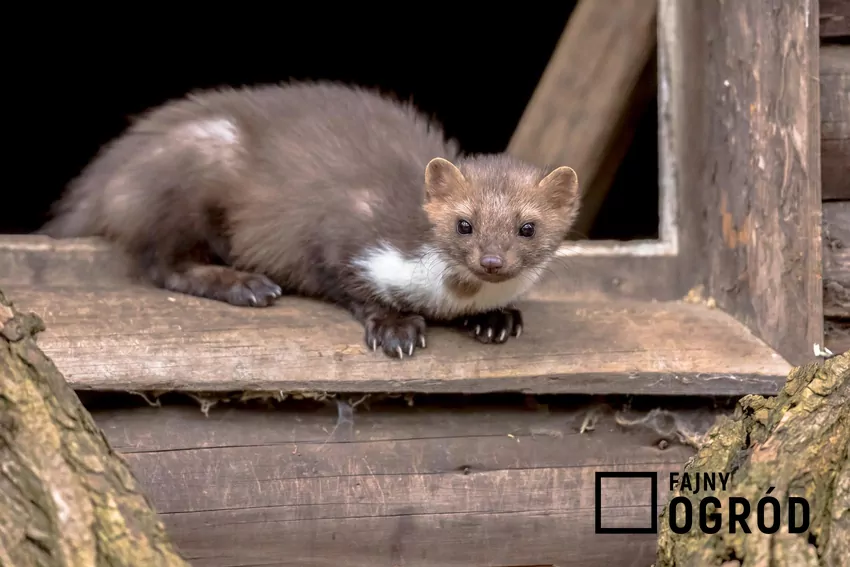 Zapach odstraszający kuny