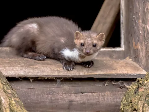 Zapach odstraszający kuny