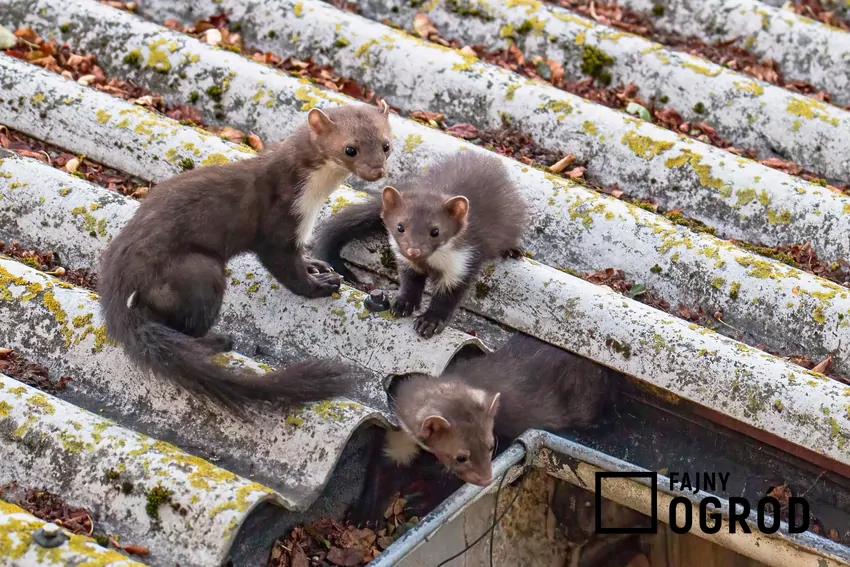 Łącząc kilka różnych metod, można skutecznie zniechęcić kuny do odwiedzania posesji Kuny na dachu