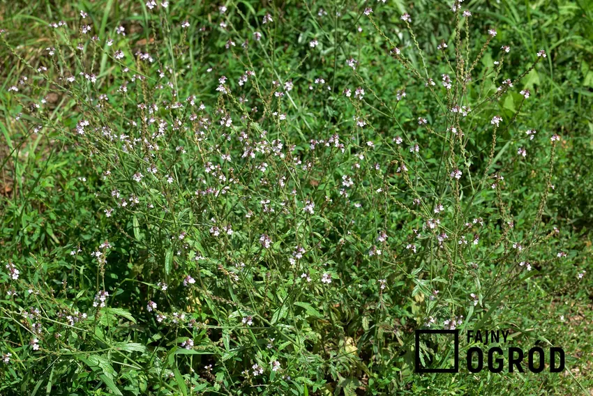 Werbena lekarska jest znaną i cenioną od wieków rośliną o właściwościach leczniczych i magicznych Werbena lekarska była ważną rośliną kultową w różnych kulturach