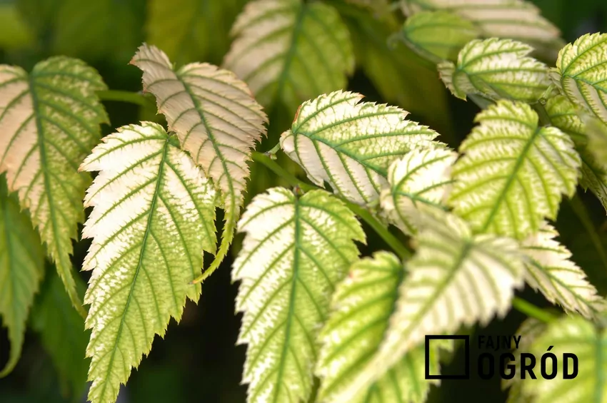 Sól gorzka zapewnia magnez i siarkę potrzebną do tworzenia chlorofilu i zdrowego wzrostu Niedobór magnezu przejawia się często blednięciem liści między żyłkami