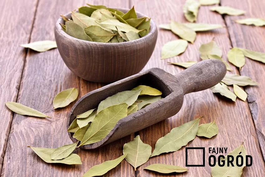 Woń liści laurowych zaburza orientację gryzoni Suszone liście laurowe