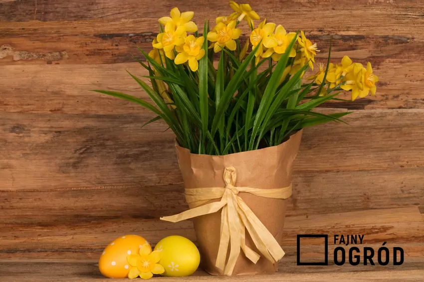 Narcyzy nie są typowymi roślinami doniczkowymi, jednak mogą kwitnąć również w mieszkaniu