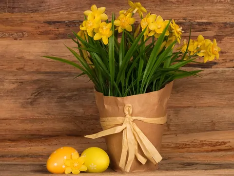 Uprawa i pielęgnacja narcyzów