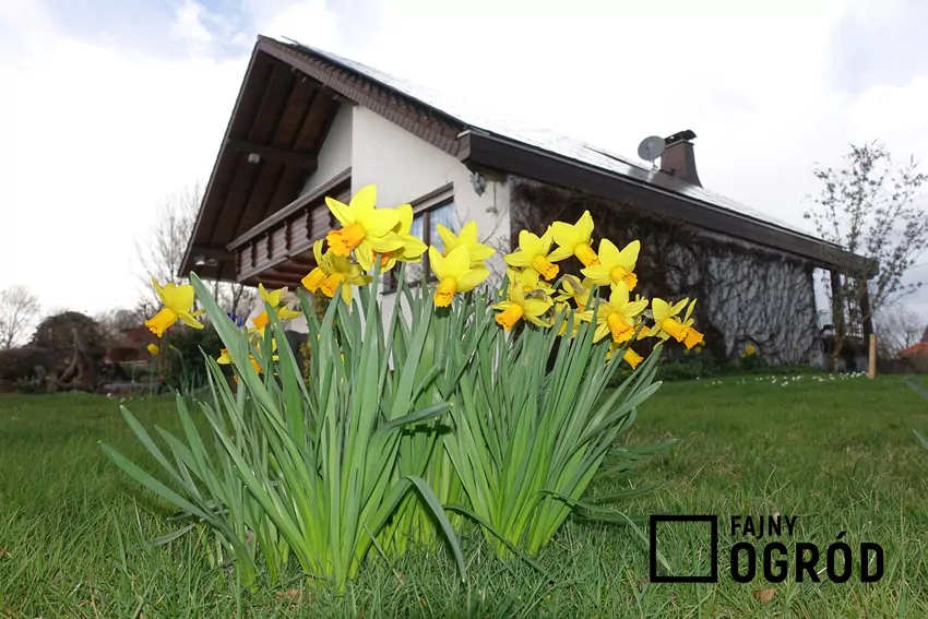 Jeśli narcyzy zostały posadzone na trawniku, koszenie będzie możliwe dopiero po uschnięciu liści kwiatów