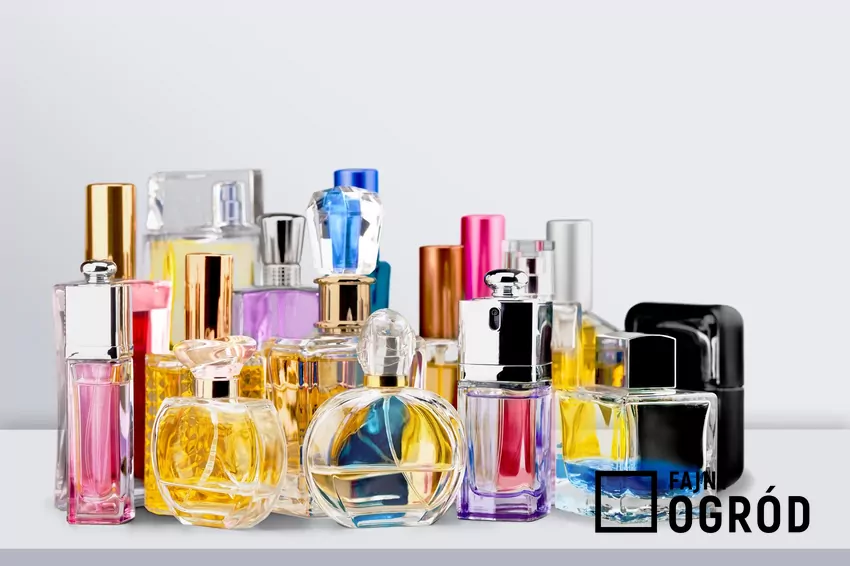 Świadome przechowywanie perfum sprawia, że zachowują swoje właściwości bardzo długo Aromatyczne perfumy