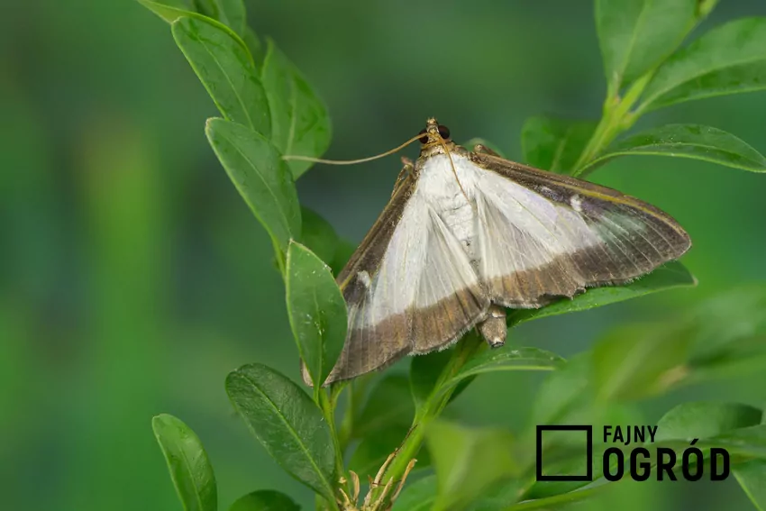 Niewielki, ładnie ubarwiony motyl, okazał się groźnym szkodnikiem zimozielonych krzewów bukszpanu Dorosły owad nie jest groźny, ale żarłoczne i liczne larwy ćmy bukszpanowej mogą zniszczyć krzewy